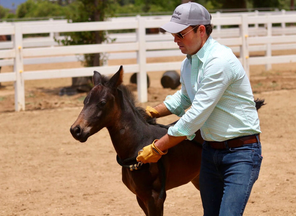 Ryan Pedigo Sport Horses