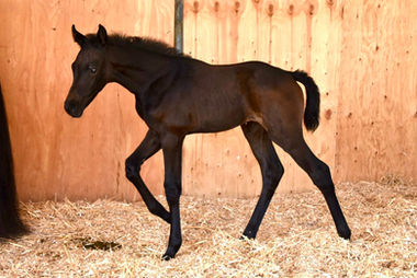 Pedigo Sport Horses