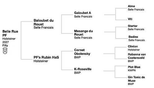 Belle Rue New Pedigree RPF