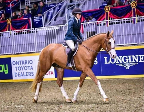 Beau Balou Approved Hanoverian Stallion