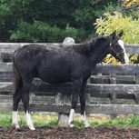 Look Ahead Sport Horses offspring by Beau Balou