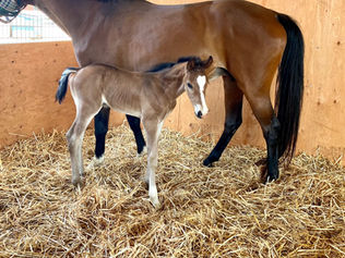 WELCOME TO OUR LATEST FOALS