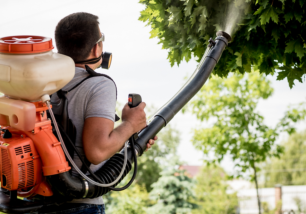 Technician spraying tree, pest control