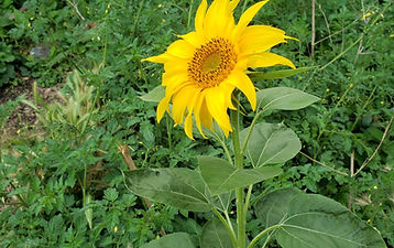 sunflower_edited.jpg