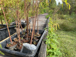 Winter 2022-2023 Tree Planting Project at the Bayou Sauvage Refuge is Completed