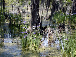 JeanLafitte.DSCN0018.jpg
