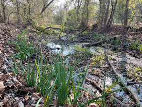 LICI Completes 2022 Iris Planting at St. Bernard State Park