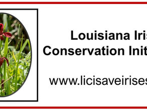 A New Logo for a New Mission: LICI Shifts Focus to Saving the Abbeville Red Iris