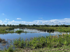 Nicholls State University Invites LICI to Participate in Wetlands Project at Nicholls Farm