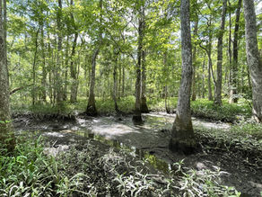 The I. nelsonii Iris Restoration Can begin Now at the Abbeville Swamp