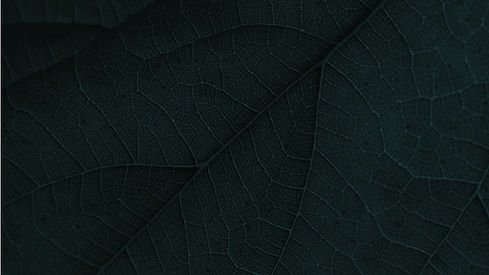 TEXTURE-ORGANIQUE.jpg