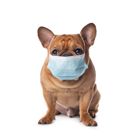 Kennel Cough in Dogs: Navigating Care with Pet Care Pro