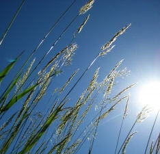 שלום לקרוב ולרחוק. דקלה אופל