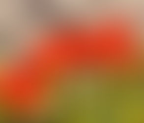 ימימה מזרחי – פרשת בא