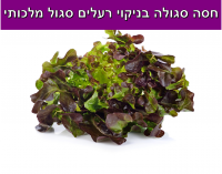 איך חסה סגולה מנקה רעלים מהגוף שלך? | מזל כהן