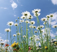 ימימה מזרחי – פרשת יתרו