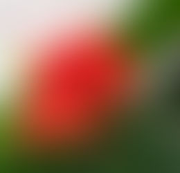 ר’ ימימה מזרחי – פרשת וישב