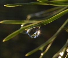 הרב צבי דוד שוורץ – הלכות תפילה ואמירת משיב הרוח ומוריד הגשם