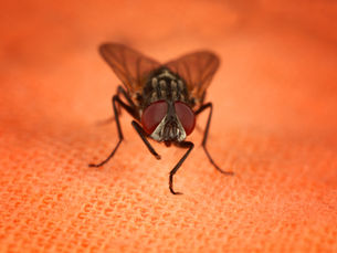 Ternyata Lalat di Sekitarmu Memiliki Beragam Jenis