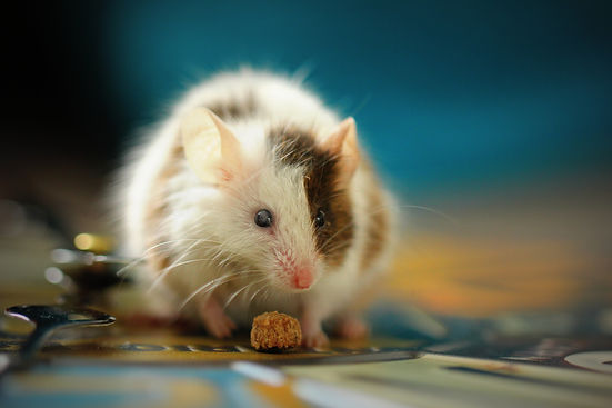 Tikus