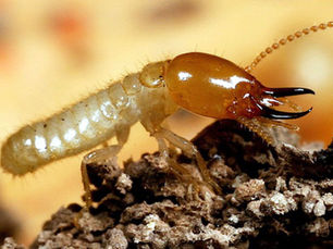 Cari Pembasmi Rayap yang Ampuh dan Aman? Simak 5 Trik Ini!