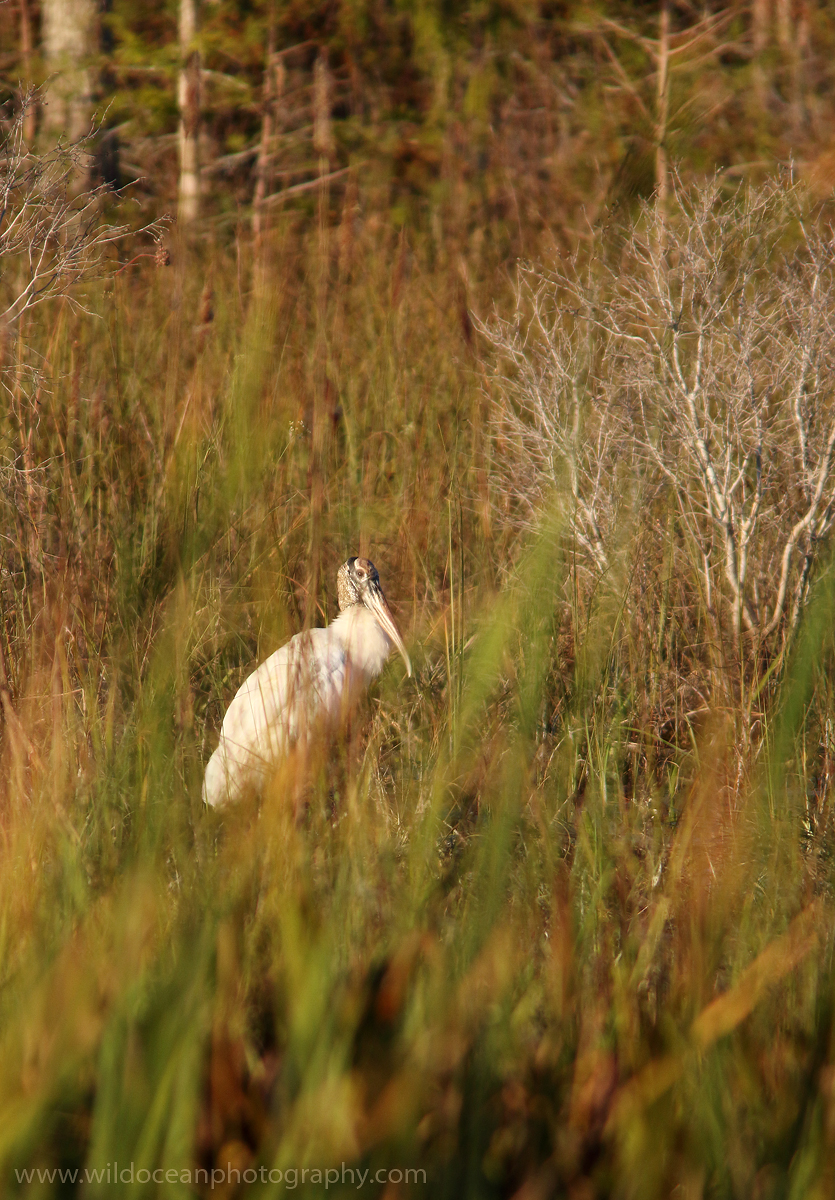 A wood stork in long grass