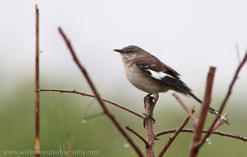 A Florida mockingbird (the state bird)