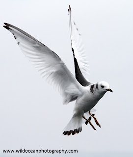 Kittiwakes are great birds to practice on if you can find them as they will fly in a repeating figure-of-eight pattern around the back of a boat as they follow it which makes them really predictable.