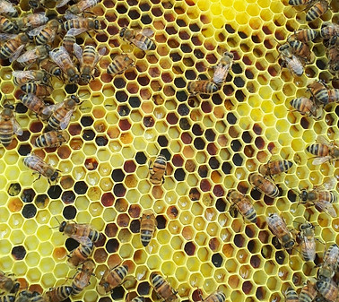 Honey bee comb