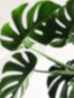 Plant in Edith Parinas Mortgage Brokers office in Ottawa Canada