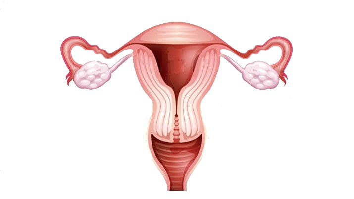 Visceral Mobilization I: Pelvic Viscera (SEA), October 9-10th, 2020