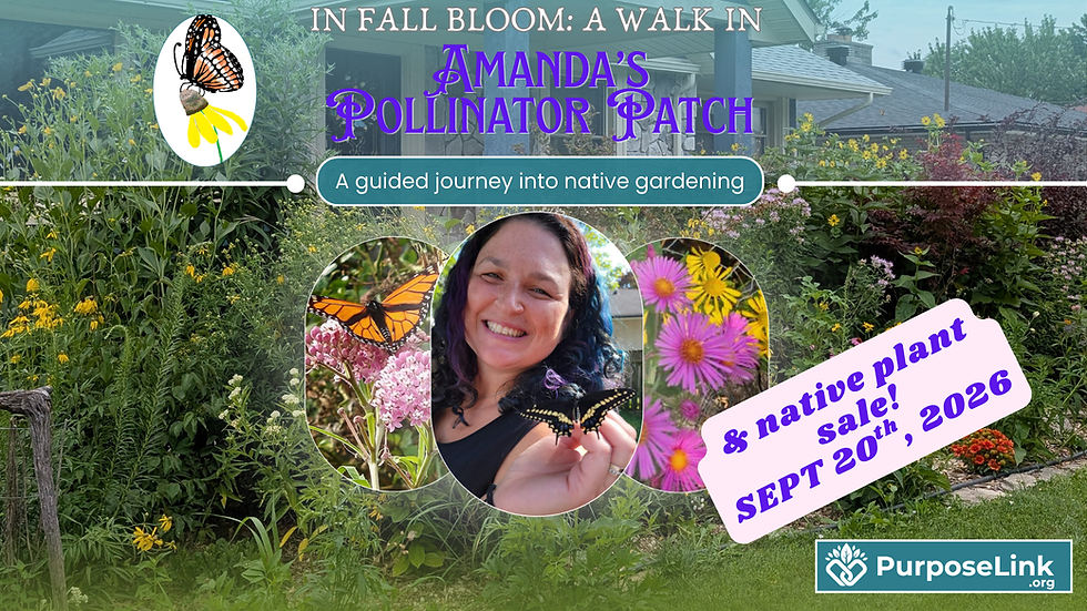 In Fall Bloom: A Walk In Amanda's Pollinator Patch