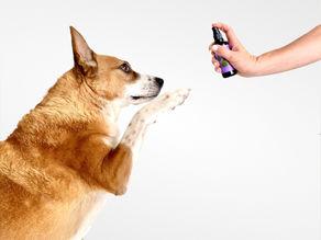 The Cannimal Dosing Protocol