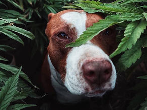 What is the Difference Between Hemp and Cannabis?