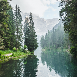 Forest Carbon Offsets: Everything You Need To Know