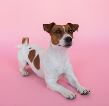 dog training