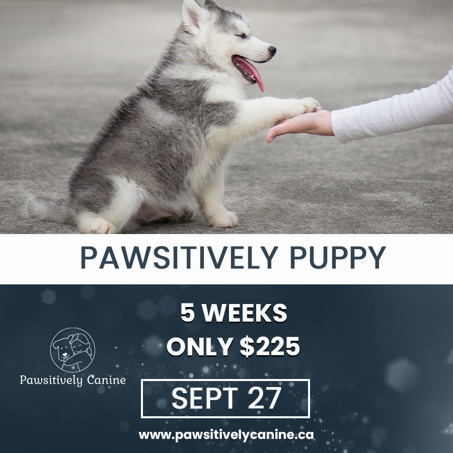 puppy training vernon