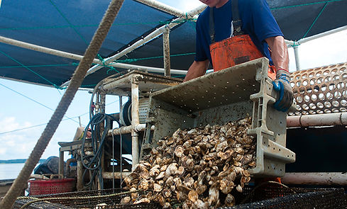 Oyster Research_Crop.jpg