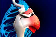 Rotator cuff tendons of the shoulder.png