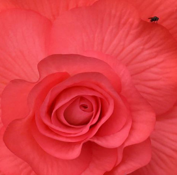 FLOWER & GARDEN