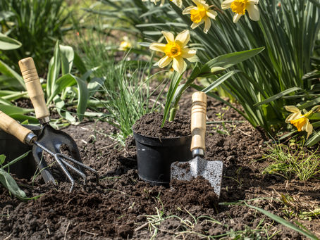Garden tools and a trowel beside potted daffodils in a sunny flower bed, with dark soil and green foliage.
