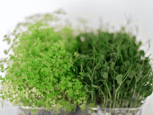 Microgreens