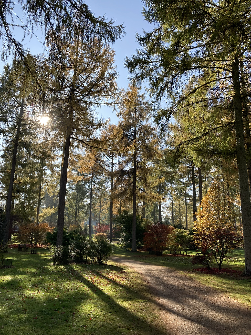 westonbirt in autumn