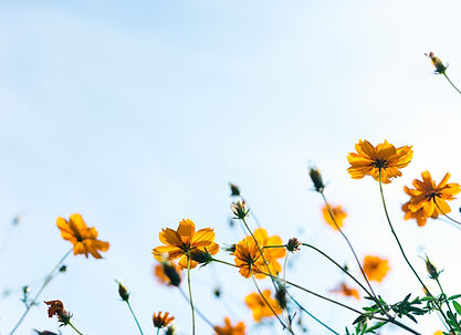 Wild Flowers