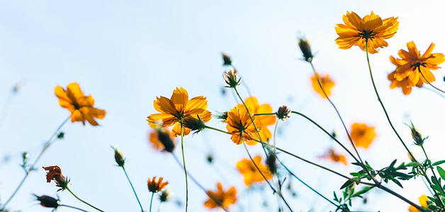 Wild Flowers