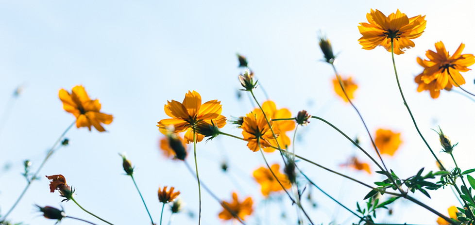 Wild Flowers