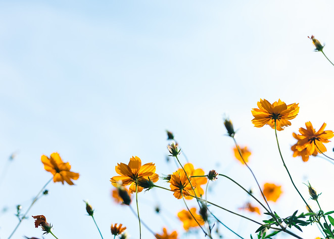 wild Flowers