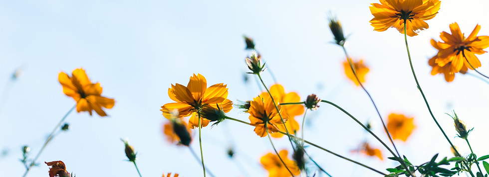 野生の花