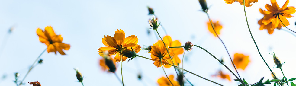Wild Flowers
