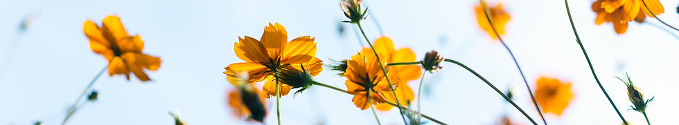 野生の花